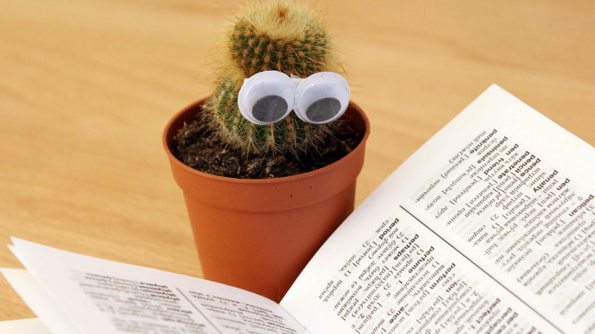 Cactus with googly eyes reading a book